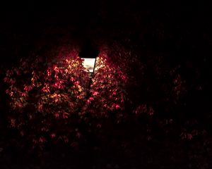 Preview wallpaper lantern, light, leaves, dark