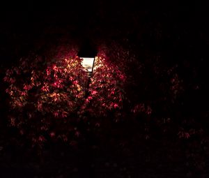Preview wallpaper lantern, light, leaves, dark