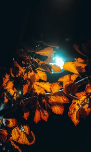 Preview wallpaper lantern, light, leaves, branches, autumn