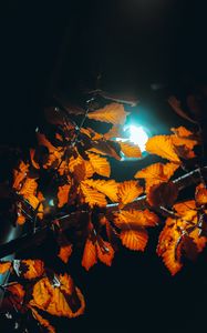 Preview wallpaper lantern, light, leaves, branches, autumn