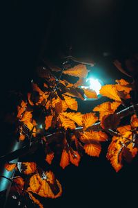 Preview wallpaper lantern, light, leaves, branches, autumn