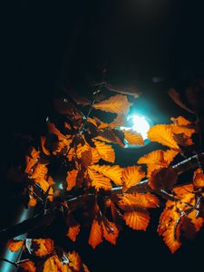 Preview wallpaper lantern, light, leaves, branches, autumn
