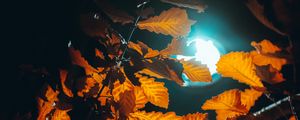 Preview wallpaper lantern, light, leaves, branches, autumn