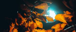 Preview wallpaper lantern, light, leaves, branches, autumn