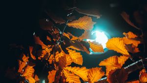 Preview wallpaper lantern, light, leaves, branches, autumn
