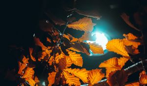 Preview wallpaper lantern, light, leaves, branches, autumn