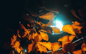 Preview wallpaper lantern, light, leaves, branches, autumn