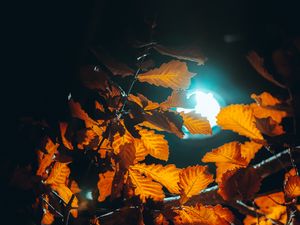 Preview wallpaper lantern, light, leaves, branches, autumn