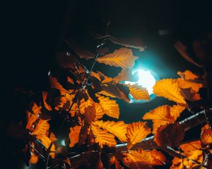 Preview wallpaper lantern, light, leaves, branches, autumn