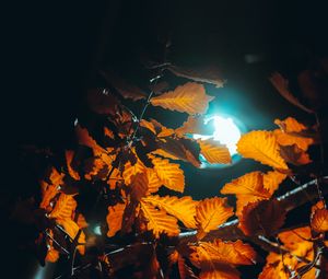 Preview wallpaper lantern, light, leaves, branches, autumn