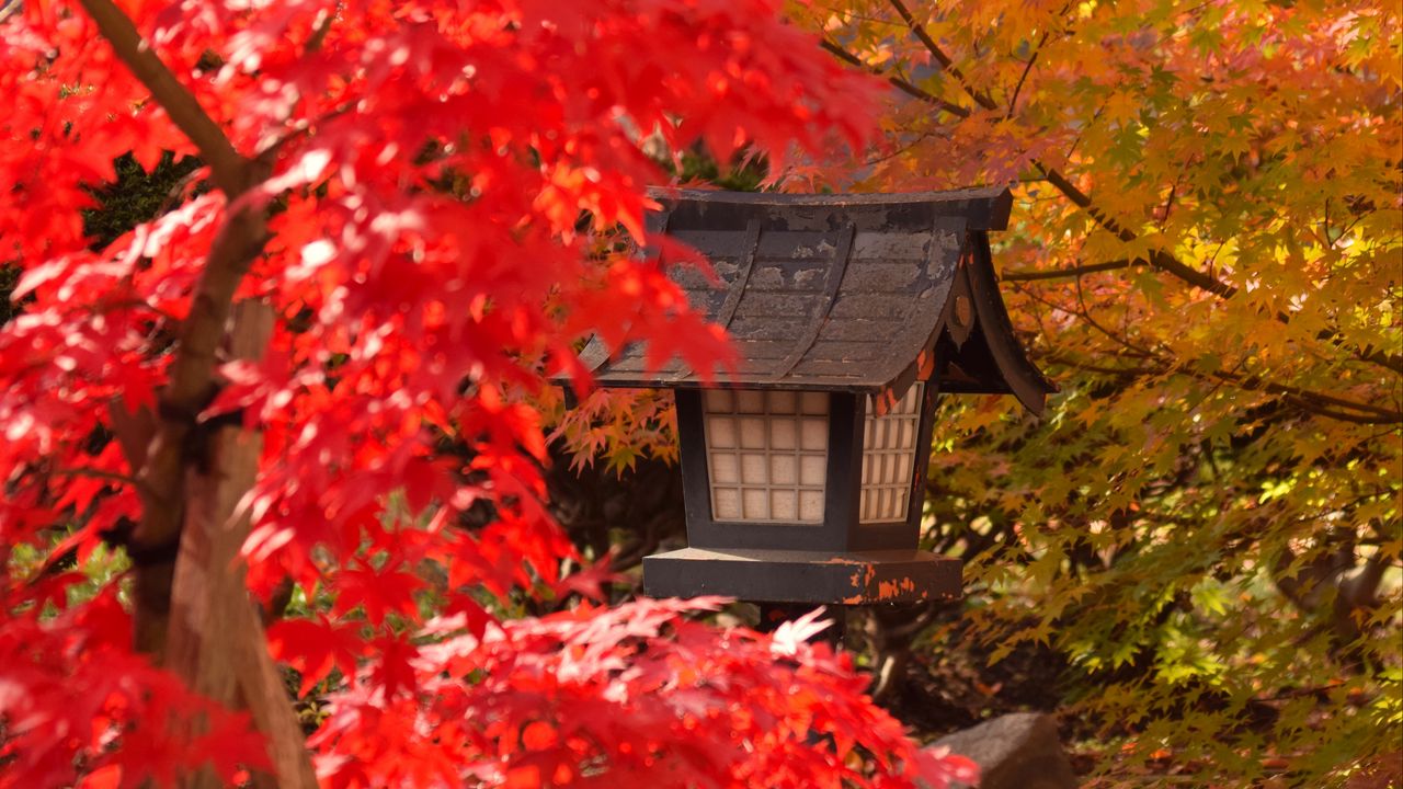 Wallpaper lantern, maple, leaves, autumn