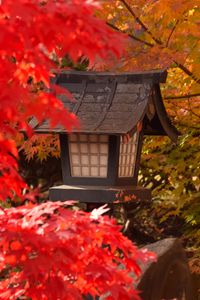 Preview wallpaper lantern, maple, leaves, autumn