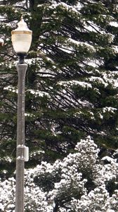 Preview wallpaper lantern, park, trees, winter