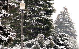 Preview wallpaper lantern, park, trees, winter