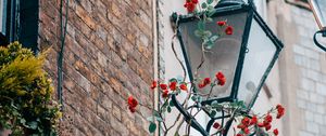 Preview wallpaper lantern, rose, flowers, decor