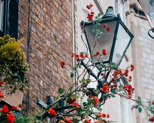 Preview wallpaper lantern, rose, flowers, decor