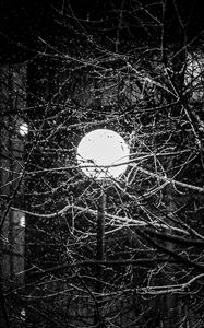 Preview wallpaper lantern, snow, branches, tree, dark