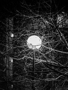 Preview wallpaper lantern, snow, branches, tree, dark