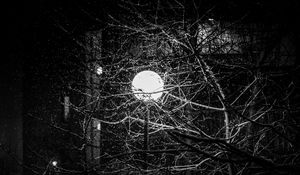 Preview wallpaper lantern, snow, branches, tree, dark