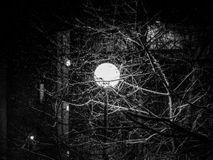 Preview wallpaper lantern, snow, branches, tree, dark