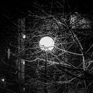 Preview wallpaper lantern, snow, branches, tree, dark