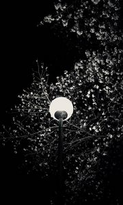 Preview wallpaper lantern, tree, branches, flowers, night