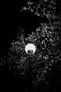 Preview wallpaper lantern, tree, branches, flowers, night
