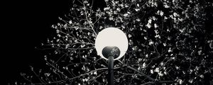 Preview wallpaper lantern, tree, branches, flowers, night