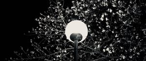 Preview wallpaper lantern, tree, branches, flowers, night