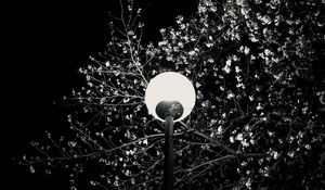 Preview wallpaper lantern, tree, branches, flowers, night