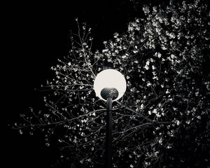 Preview wallpaper lantern, tree, branches, flowers, night