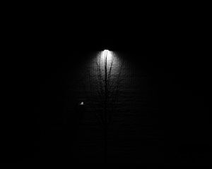 Preview wallpaper lantern, tree, glow, bw, black