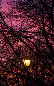 Preview wallpaper lantern, trees, dusk, sunset, dark