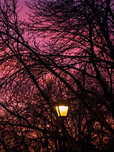 Preview wallpaper lantern, trees, dusk, sunset, dark