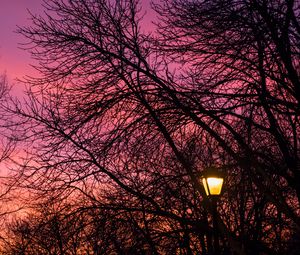 Preview wallpaper lantern, trees, dusk, sunset, dark