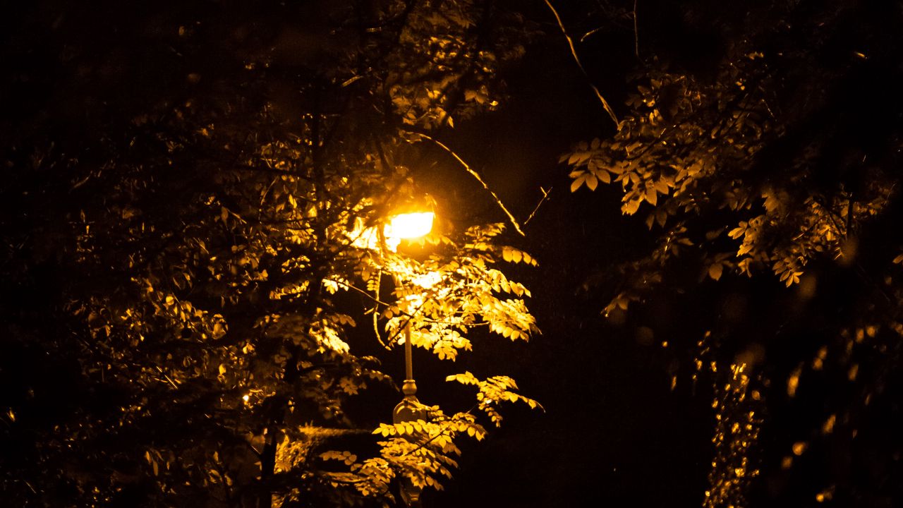Wallpaper lantern, trees, night