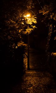 Preview wallpaper lantern, trees, night