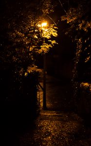 Preview wallpaper lantern, trees, night