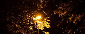 Preview wallpaper lantern, trees, night