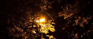 Preview wallpaper lantern, trees, night