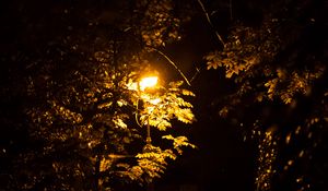 Preview wallpaper lantern, trees, night