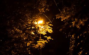 Preview wallpaper lantern, trees, night