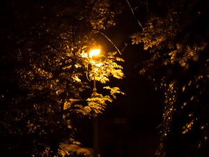 Preview wallpaper lantern, trees, night