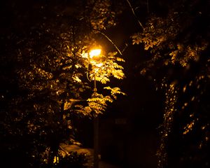 Preview wallpaper lantern, trees, night
