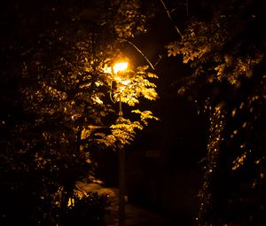 Preview wallpaper lantern, trees, night
