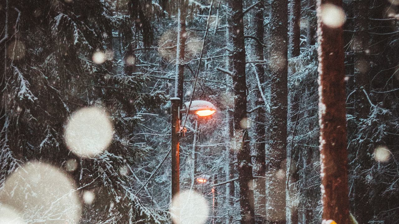 Wallpaper lantern, trees, snow, winter