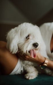 Preview wallpaper lapdog, dog, pet, fluffy, white, protruding tongue