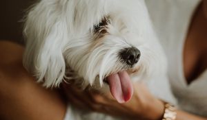 Preview wallpaper lapdog, dog, pet, fluffy, white, protruding tongue