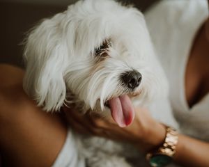 Preview wallpaper lapdog, dog, pet, fluffy, white, protruding tongue