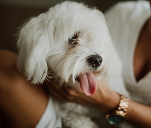 Preview wallpaper lapdog, dog, pet, fluffy, white, protruding tongue